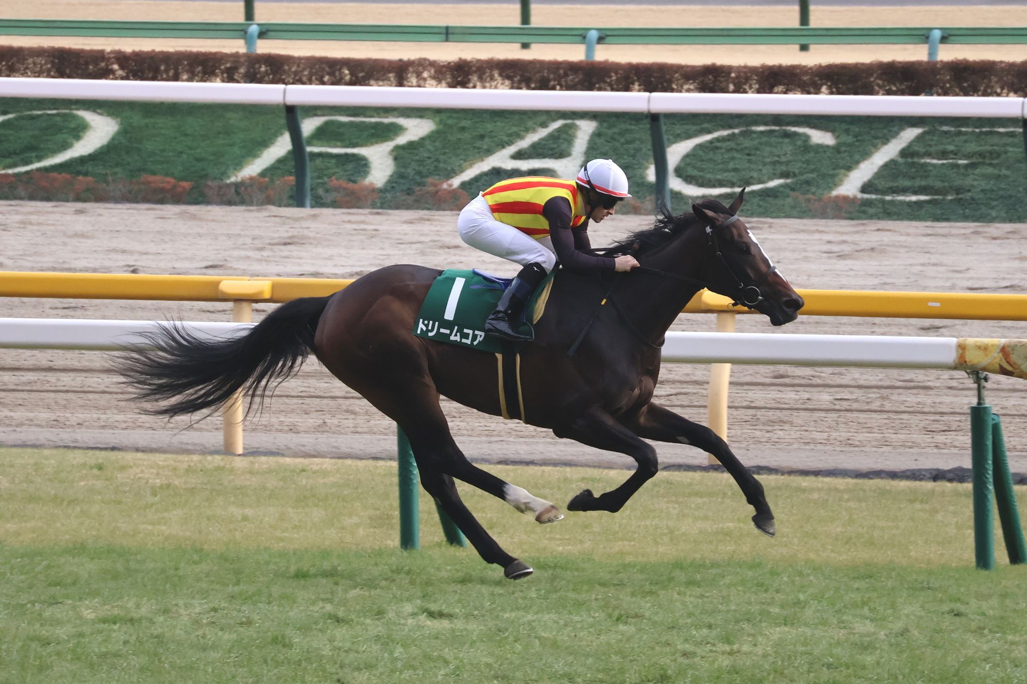 5月競馬2026の重賞日程とG1見どころ!日本ダービー・オークス徹底解剖
